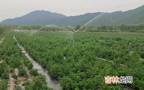 白蒿和艾草的区别有哪些,蒿子和艾草的区别图片