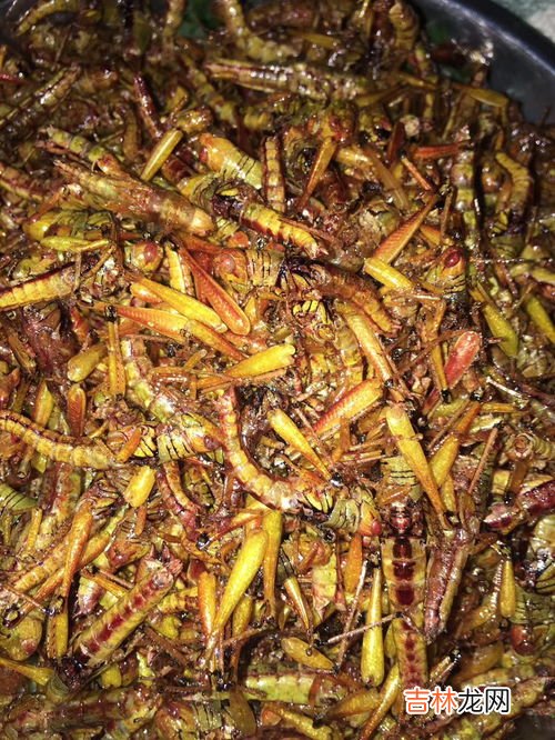蚂蚱吃什么食物,蚂蚱吃什么食物