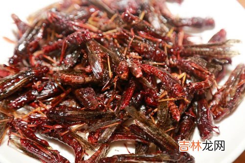 蚂蚱吃什么食物,蚂蚱吃什么食物