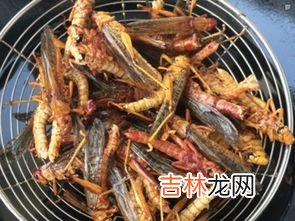 蚂蚱吃什么食物,蚂蚱吃什么食物