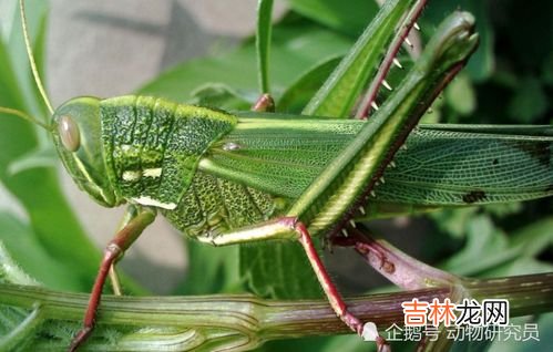 蚂蚱吃什么食物,蚂蚱吃什么食物