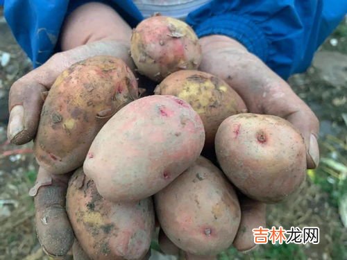 红皮土豆为什么没人吃,红皮土豆为什么没人吃?