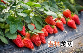 空腹可以吃草莓吗,能空腹吃草莓吗