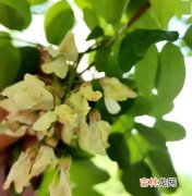 冰箱里的槐花冻一年还能吃吗,冰箱里冻了一年的槐花 还可以吃吗。？？？？