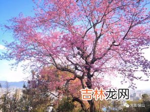 樱花草的花语是什么,樱花草的花语是什么
