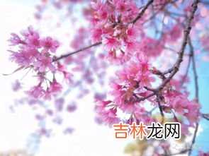樱花草的花语是什么,樱花草的花语是什么