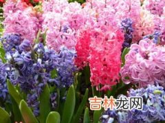 樱花草的花语是什么,樱花草的花语是什么