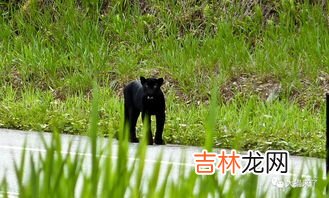 印度是属于非洲的吗,为什么印度完全沦为非洲国家？
