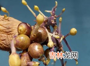 蚕豆发芽了能吃吗,发芽的蚕豆能吃吗 发芽的蚕豆对身体有害吗