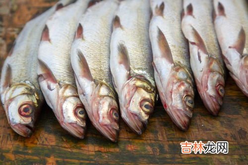 海鲈鱼是一种淡水鱼还是海水鱼,鲈鱼是淡水鱼还是海鱼?