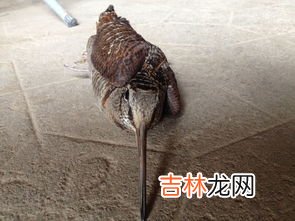 如何判断鸟是否长螨虫,如何判断鸟是否长螨虫