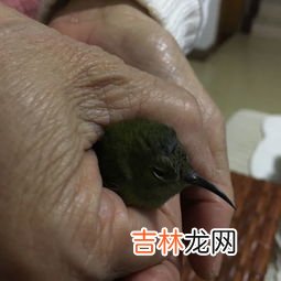 如何判断鸟是否长螨虫,如何判断鸟是否长螨虫