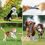 国外宠物玩具品牌排行榜,美国除了petsmart 还有哪些宠物用品零售商