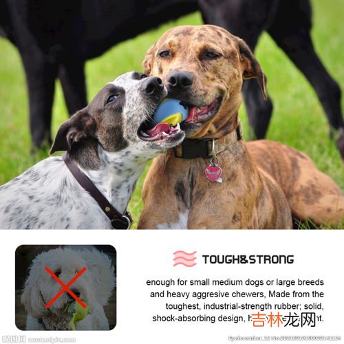 国外宠物玩具品牌排行榜,美国除了petsmart 还有哪些宠物用品零售商