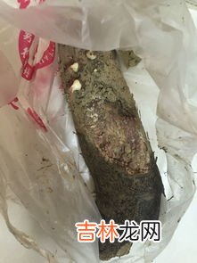 铁棍山药发芽了还能吃吗,铁棍山药发芽了能吃吗 发芽的山药能不能吃