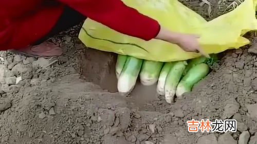 蚕卵怎么保存到明年,蚕子怎样保存