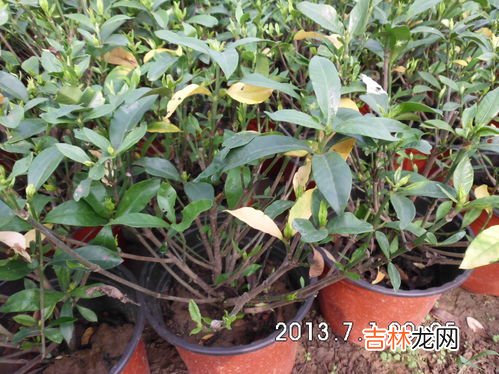 栀子花叶子发黄是什么原因,栀子花的叶子发黄是什么原因