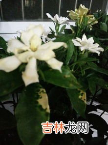 栀子花叶子发黄是什么原因,栀子花的叶子发黄是什么原因