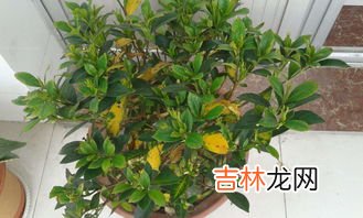 栀子花叶子发黄是什么原因,栀子花的叶子发黄是什么原因