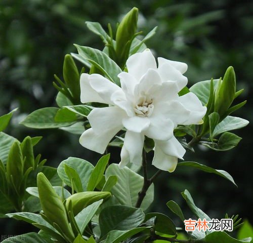栀子花叶子发黄是什么原因,栀子花的叶子发黄是什么原因