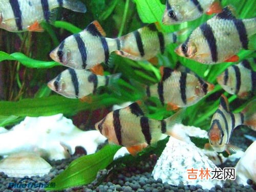 虎皮鱼能长多大,虎皮鱼能长多大