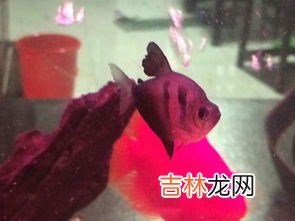 虎皮鱼能长多大,虎皮鱼能长多大