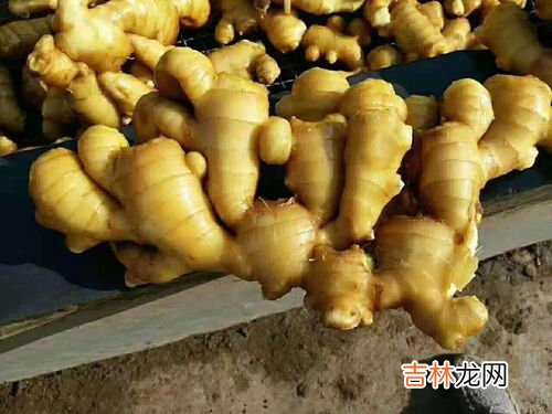 姜汁可以保存多久不变质,生姜汁能保存多久