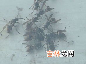 飞蚁怎么出现在家里呢,飞蚂蚁怎么会出现在家中
