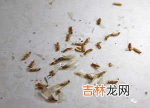 飞蚁怎么出现在家里呢,飞蚂蚁怎么会出现在家中