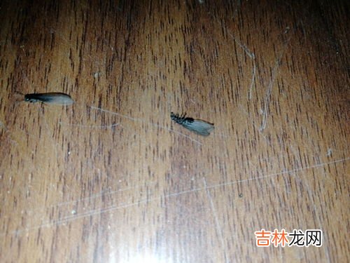 飞蚁怎么出现在家里呢,飞蚂蚁怎么会出现在家中