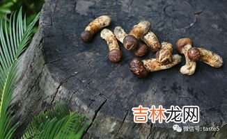 松茸是不是蘑菇的一种,松茸是什么 是一种蘑菇吗