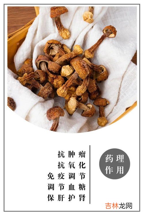 松茸是不是蘑菇的一种,松茸是什么 是一种蘑菇吗