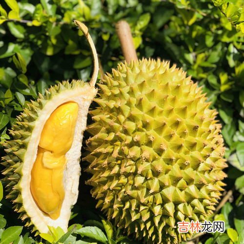 榴莲有几个品种,榴莲有几个品种 榴莲常见的4个品种
