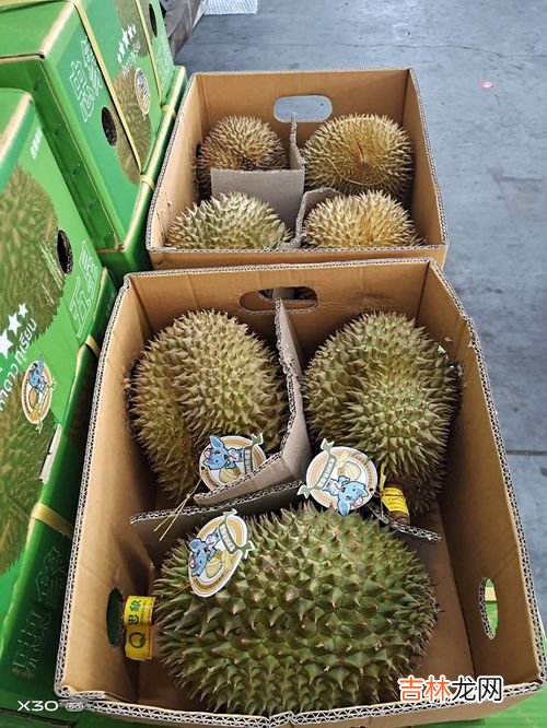 榴莲有几个品种,榴莲有几个品种 榴莲常见的4个品种