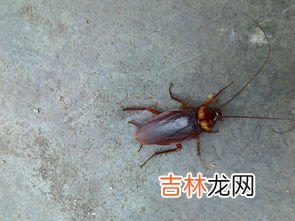 开灯能防止蟑螂爬床吗,开灯能防止蟑螂爬床吗？