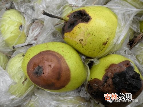 苹果梨产地在什么地方,苹果梨是苹果还是梨