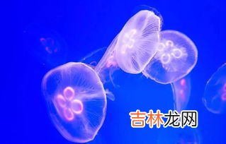 水母有毒为什么海蜇能吃,水母可以吃吗?