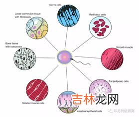 小分子肽的功效与作用成人怎么吃,小分子活性肽的功效与作用