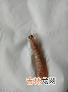 皮皮虾属于虾类吗,皮皮虾属于什么动物？