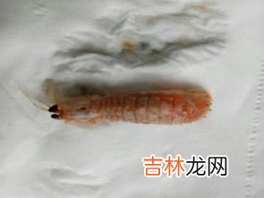 皮皮虾属于虾类吗,皮皮虾属于什么动物？