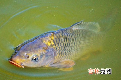 鲤鱼和鲫鱼的区别,鲫鱼和鲤鱼是同一种鱼吗，有什么区别