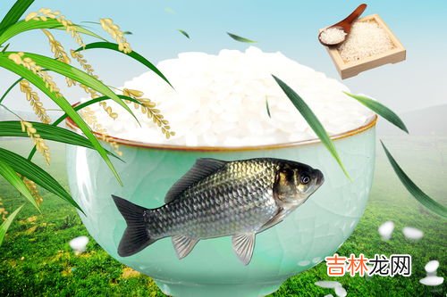 鲤鱼和鲫鱼的区别,鲫鱼和鲤鱼是同一种鱼吗，有什么区别