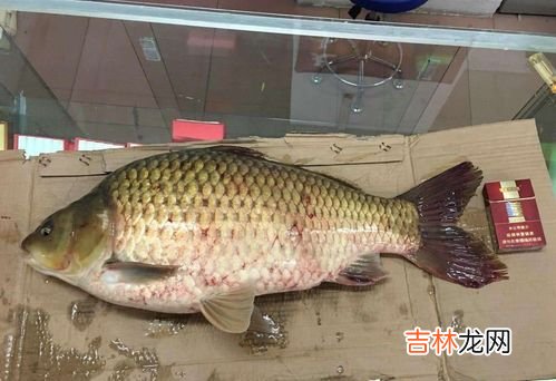 鲤鱼和鲫鱼的区别,鲫鱼和鲤鱼是同一种鱼吗，有什么区别