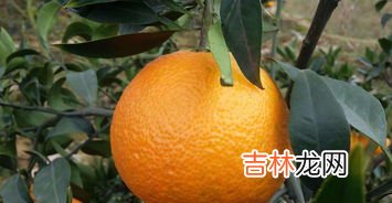 柑橘橙的区别有哪些,橙、柑、橘和桔的区别？