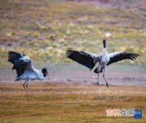 飞龙鸟是国家几级保护动物,飞龙鸟是几级保护动物