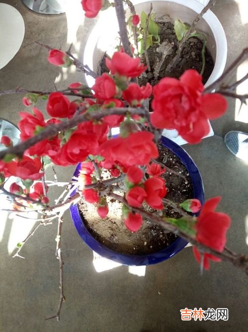 玫瑰花怕冻吗,玫瑰花冬天会冻死吗