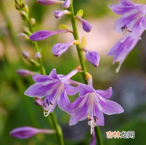 玫瑰花怕冻吗,玫瑰花冬天会冻死吗