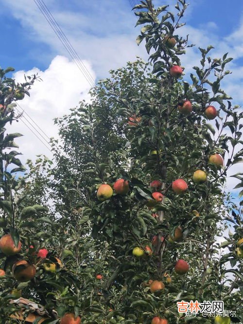 苹果是什么季节成熟,苹果成熟季节是什么时候？