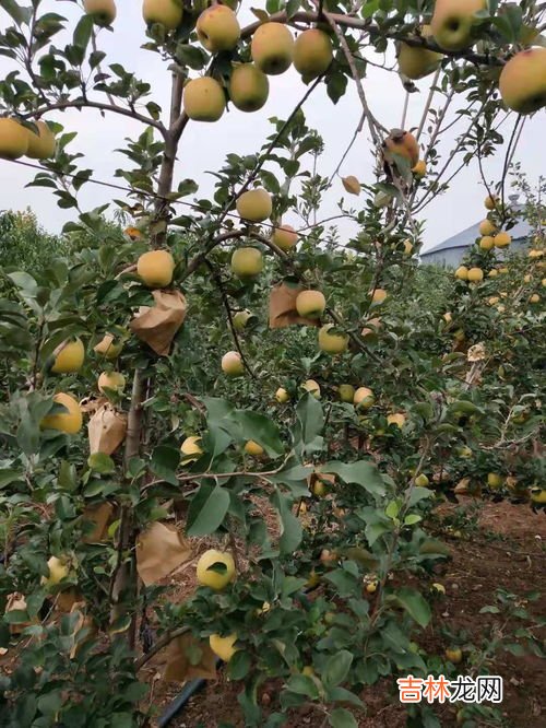 苹果是什么季节成熟,苹果成熟季节是什么时候？