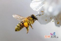 蜜蜂蛰了人蜜蜂会死掉吗,蜜蜂蛰了人后,蜜蜂会不会死